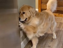 冷蔵庫＝宝箱！ 開けてほしくて全力パンチする犬さんが必死すぎる