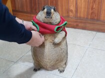 二足で立ったままお洋服を着るのがとても上手！ 赤いシャツが似合うマーモットさん