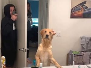 犬「ご主人様みっけ!」鏡に映った姿を見て可愛い反応に！