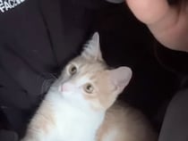 これは反則級の可愛さ… 布団に潜って一緒に寝ていた猫さんの驚き顔