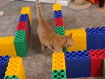 手作りレゴ迷路で猫たちが大奮闘！ 子猫は裏技を使って、先輩は学習で最短攻略！