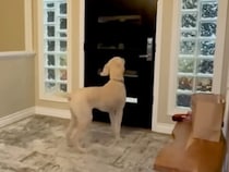 2週間ぶりの再会なのに… 犬さんが最優先で駆け寄った相手に家族も爆笑！