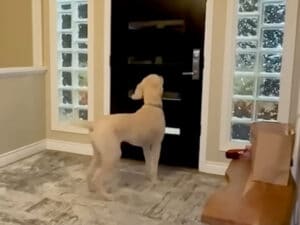 2週間ぶりの再会なのに… 犬さんが最優先で駆け寄った相手に家族も爆笑!