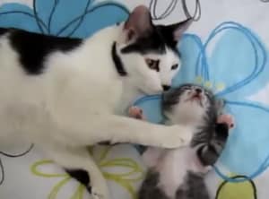 「お腹冷やしちゃうわよー」お腹丸出しで眠る子猫。お母さん猫が心配しながら添い寝!