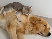 猫に育てられた大型犬、成長しても「子犬扱い」で猫たちの愛情が止まらない！