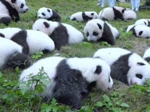 芝生のうえがパンダ天国!ころころ転がる赤ちゃんたちが癒しすぎる