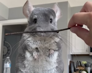 カッコ良すぎる〜！ チンチラに棒を渡したら、ものすごく強そうだった。