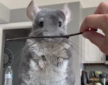 カッコ良すぎる〜！ チンチラに棒を渡したら、ものすごく強そうだった。