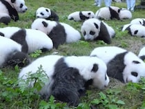 芝生のうえがパンダ天国！ころころ転がる赤ちゃんたちが癒しすぎる