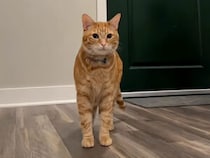 ドアの前から離れない… 大好きな飼い主を呼び続ける茶トラ猫さんの声が切ない