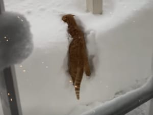 積もった雪にダイブする猫！ 雪かき、穴掘り、楽しみが尽きない