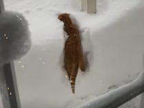 積もった雪にダイブする猫！ 雪かき、穴掘り、楽しみが尽きない