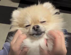 犬だって週末は疲れるもんね。マッサージですぐに眠りに落ちるワンコ