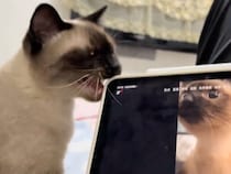 「どこにいるのー？」パソコンから聞こえた猫の鳴き声に大興奮！