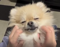 犬だって週末は疲れるもんね。マッサージですぐに眠りに落ちるワンコ