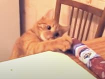 堂々と食べ物を狙う猫たち！ 可愛すぎて怒れないんだよね。