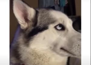 「イタズラがバレた…?」とぼけて誤魔化そうとする犬さん