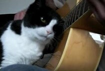 ギターの演奏中なんだけど… ナデナデして欲しい猫の強引なアピール！