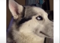「イタズラがバレた…？」とぼけて誤魔化そうとする犬さん