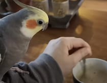 毎朝コーヒーを淹れるのを手伝うインコさん。共同作業が楽しすぎ♡