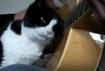 ギターの演奏中なんだけど… ナデナデして欲しい猫の強引なアピール！