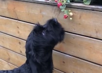 「これ食べ頃かなぁ？」自分でおやつを収穫する犬さん。