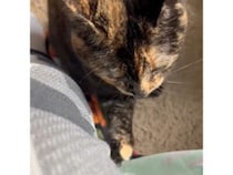 そっと膝をトントン… 控えめすぎるアピールで飼い主を呼ぶ猫さんが愛おしい