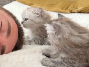 飼い主が先に寝ちゃった瞬間、子猫たちの止まらない“好き好きアタック”開始！