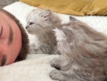 飼い主が先に寝ちゃった瞬間、子猫たちの止まらない“好き好きアタック”開始！