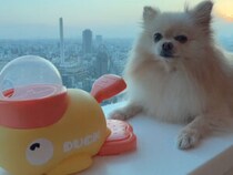 踏むだけでおやつが飛び出る！でもちょっと怖い… 新おもちゃに戸惑うポメさんが可愛い