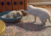 「お前のものは俺のもの」猫ベッドを独占しちゃうウサギさん。