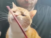 どうしても筆を噛みたい猫さんと作業したい飼い主、終わらない攻防がほほえましい