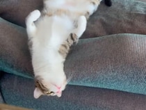 ネズミ退治担当とは思えない… ソファで完全脱力する猫さんのゆるゆる勤務姿