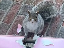 置き配フードを“試食”するリスさん、穴を開けてモグモグする姿が可愛くも大胆！