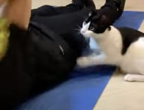 猫「中途半端に遊ばないでよ！」飼い主に怒る猫さん