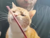 どうしても筆を噛みたい猫さんと作業したい飼い主、終わらない攻防がほほえましい