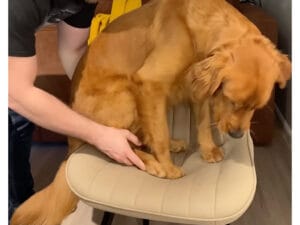 サイズアウトしても大好き!昔の椅子を今も大事にする犬さんにキュンとする