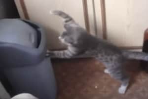 「えいっ！やあっ！」ゴミ箱相手に、猫パンチの練習をする猫さん。