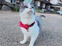 赤いネクタイがよく似合う猫さん、見事な接客で食堂まで案内！