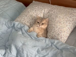ベッドを完全に自分のものにした猫さん、枕で寝る姿が可愛すぎて♡