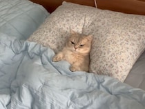 ベッドを完全に自分のものにした猫さん、枕で寝る姿が可愛すぎて♡