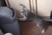 「えいっ！やあっ！」ゴミ箱相手に、猫パンチの練習をする猫さん。