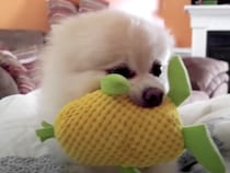 ポメ「触るんじゃねーぞぉ！」愛犬のおもちゃを奪おうとすると…