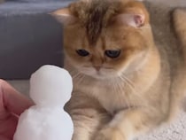 初雪に大興奮！ 窓辺でそわそわする猫さんたちの反応が可愛い