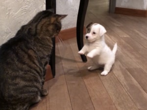 乱暴なことはしちゃダメ! 猫の先輩の指導を受ける子犬さん。