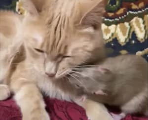 猫&ネズミさん。意外な組み合わせだけど、毛づくろいするほどの仲良し！