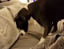 ワンちゃんのナイトルーティーン！ これをやらなきゃ眠れないのだ。