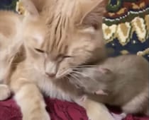 猫&ネズミさん。意外な組み合わせだけど、毛づくろいするほどの仲良し！