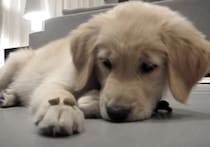 「待て」練習中の子犬、食べちゃいけない理由が分からず悲しい表情に…