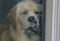 ムギュー！ お留守番している犬さん、窓に張り付きすぎて顔が…